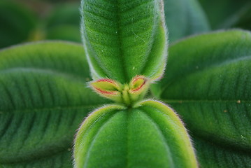 Image showing Ligustrum Japonnicum Plant