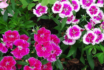 Image showing Purple and white dianthus