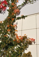 Image showing Colorful clinging flowers