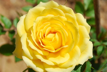 Image showing Yellow rose