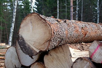 Image showing Spruce Wood Logs