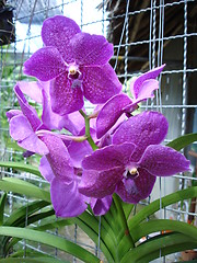 Image showing Orchids in Thailand