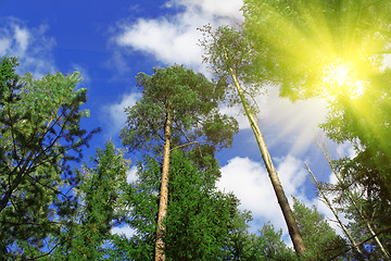 Image showing Forest and sun