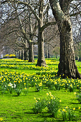 Image showing Daffodils in St. James's Park