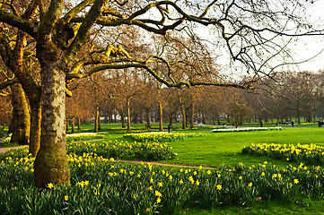 Image showing Daffodils in St. James's Park