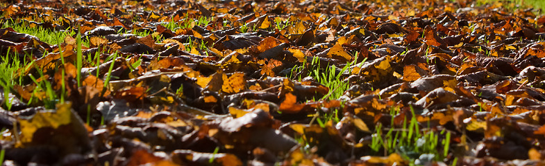 Image showing Golden October