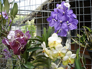 Image showing Thai Orchids