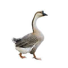 Image showing Gray goose