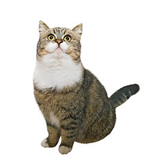 Image showing Sitting cat