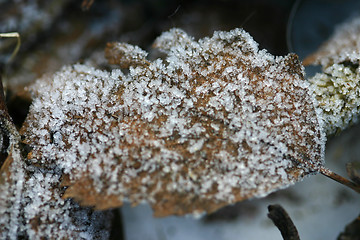 Image showing leaf in winter