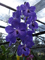 Image showing Orchids in Thailand