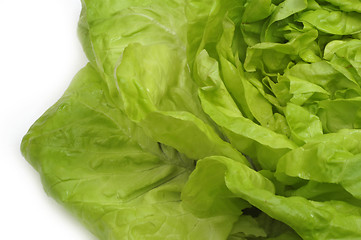 Image showing Lettuce