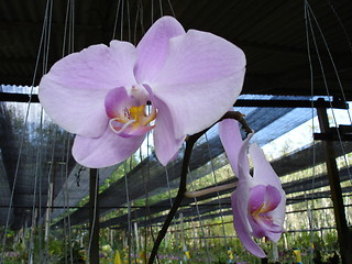 Image showing Orchids in Phuket, Thailand