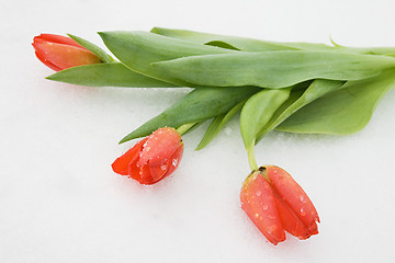 Image showing Tulips on snow
