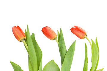 Image showing Tulip border