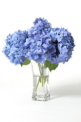 Image showing Hydrangeas in vase