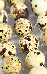 Image showing Tray of quail's eggs