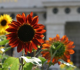 Image showing Backlight sunflowers