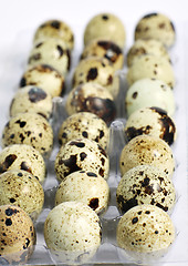 Image showing Tray of quails eggs