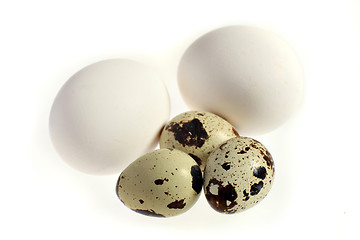 Image showing Quails and hens eggs