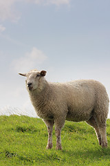 Image showing sheep on pasture