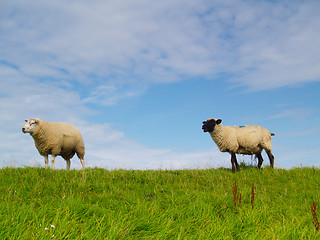 Image showing sheep on pasture