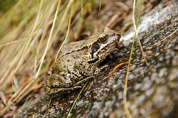 Image showing Wet frog on a stone