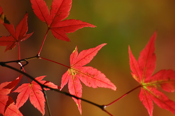 Image showing Japanese maple