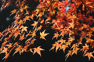 Image showing Japanese maple