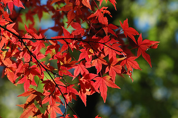 Image showing Japanese maple