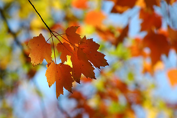 Image showing Maple leaves