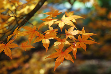 Image showing Japanese maple