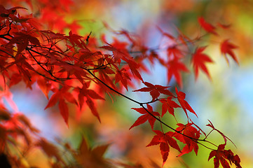 Image showing Japanese maple