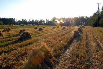 Image showing Meadows with small sheafs