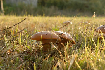 Image showing mushroom