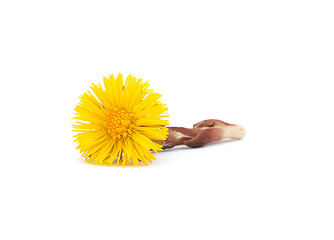 Image showing Coltsfoot isolated on white