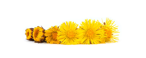 Image showing Aging row of coltsfoot