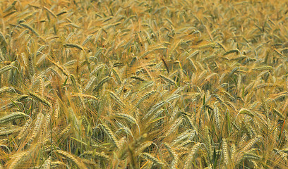 Image showing Cereals field