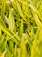 Image showing Rain drops on leaves