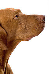 Image showing dog portrait