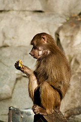 Image showing Baboon