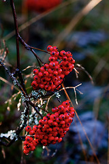 Image showing rowanberries