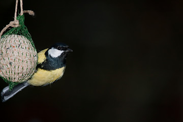 Image showing Great tit