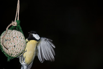 Image showing Great tit