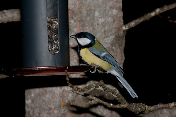 Image showing Eating great tit