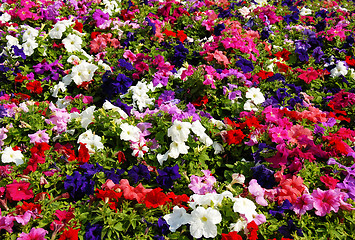 Image showing Petunia flower field