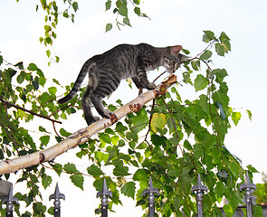 Image showing Gray cats on thin cut birch branch