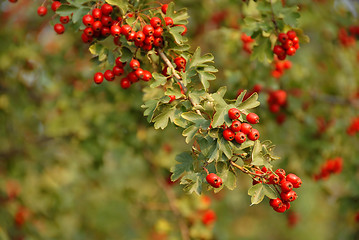 Image showing Hawthorn branch