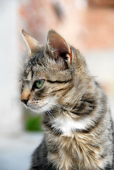 Image showing Young mixed-bread cat portrait
