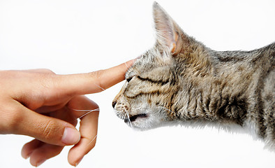 Image showing Young mixed-bread cat human hand